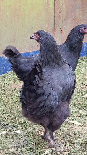 Семья Маран черномедный 5+1