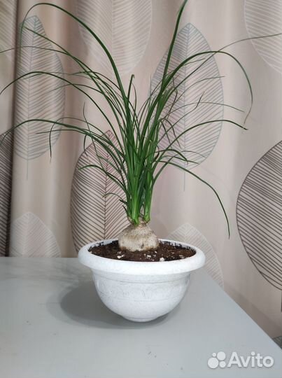 Бокарнея нолина