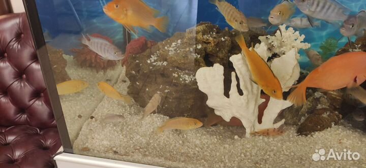 Цихлиды, псевдотрофеус ломбардо