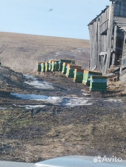 Продам пасеку