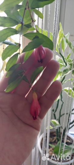 Гранат комнатный Нана