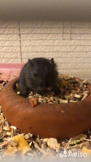 Монгольская песчанка(сиамская и черная)