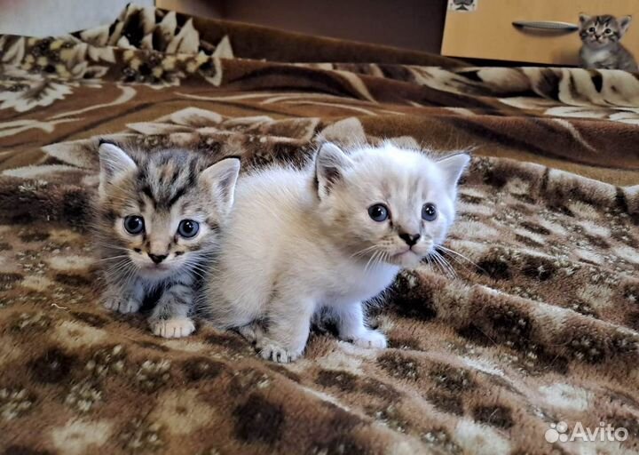 Отдам котят в Добрые руки