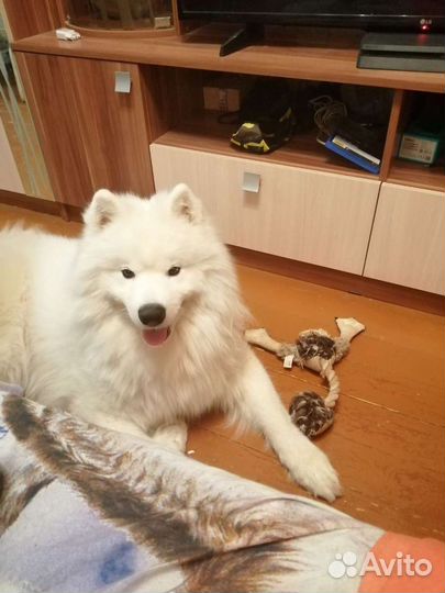 Самоед для вязки