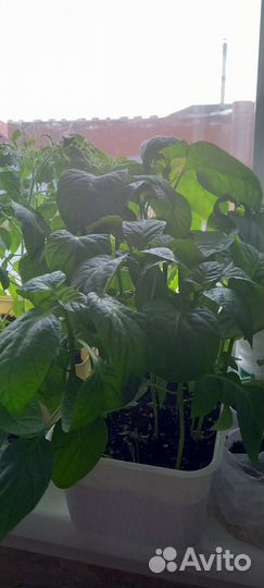 Рассада перца