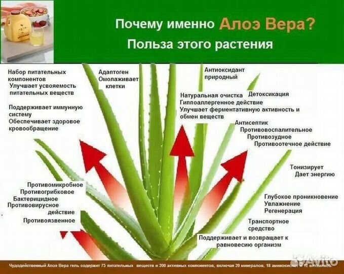 Алоэ вера