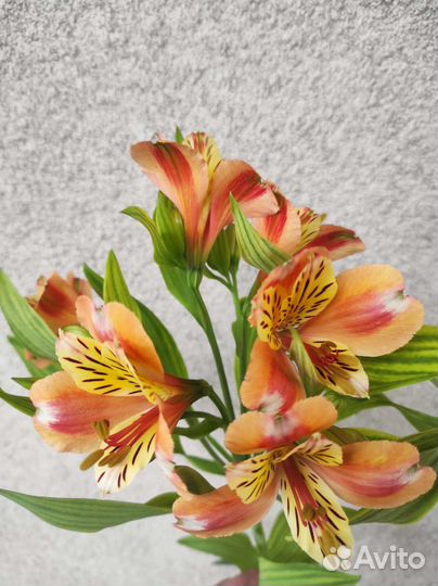 Альстромерия корни