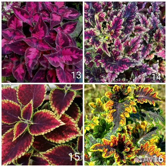 Колеусы 170 сортов Часть 1