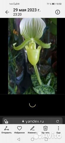 Орхидея пафиопедилум Мауди и Пиноккио