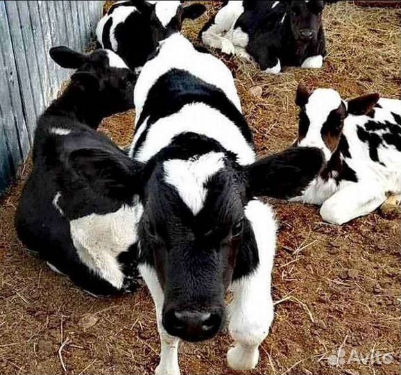 Бычки телки