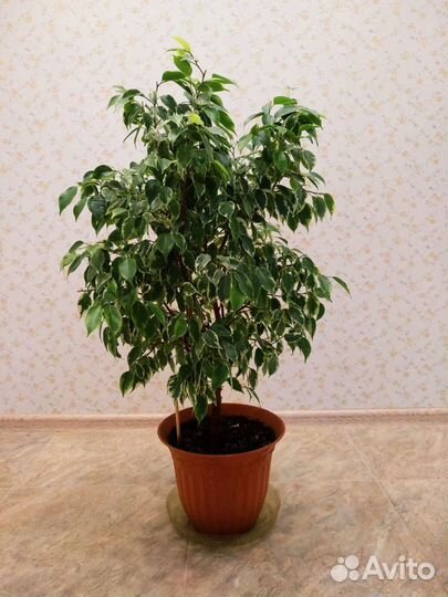 Фикусы Бенджамина