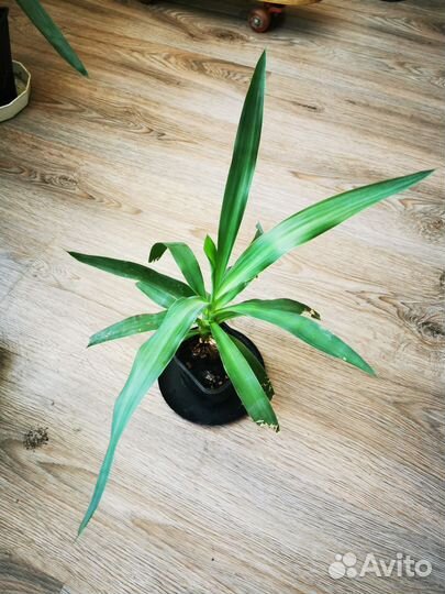 Юкка пальма, алое столетник комнатные цветы