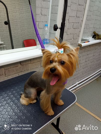 Услуги грумера