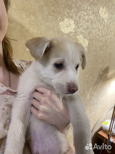 Щенки лайки