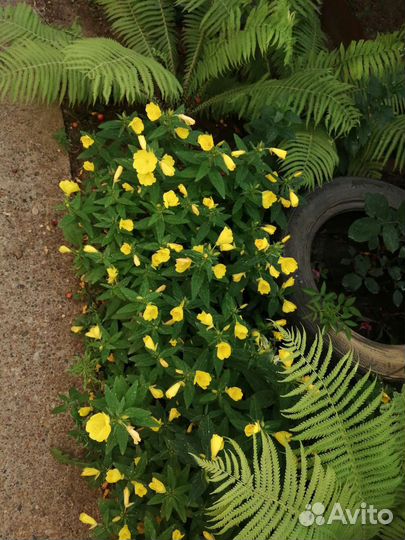 Цветы многолетние. разные