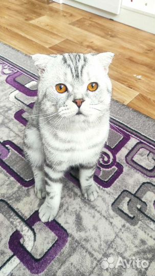 Шотландский кот вязка