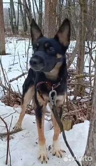 Собачка в добрые руки