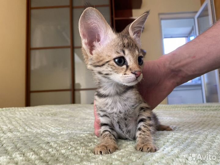 Savannah F1 / Саванна Ф1