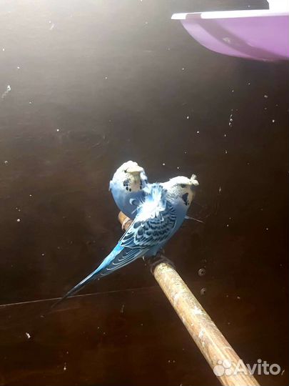 Волнистый попугай хагромо