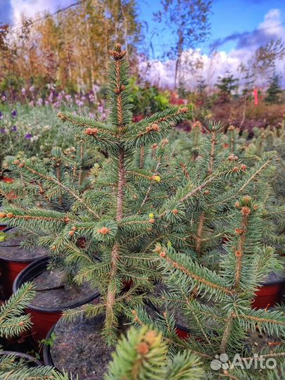 Ель Глаука голубая и зеленая