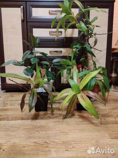 Фикус.Золотой Ус