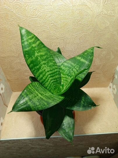 Сенсавиерия, тещин язык или щучий хвост