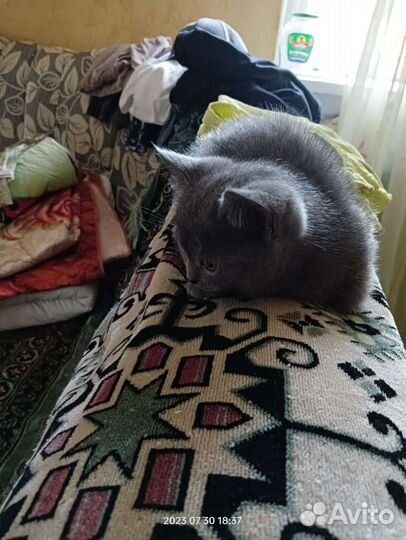 Британские котята девочка