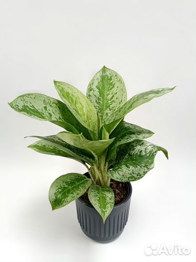 Аглонема Лемон минт Lemon Mint