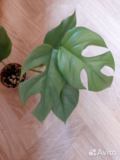 Комнатные растения цветы