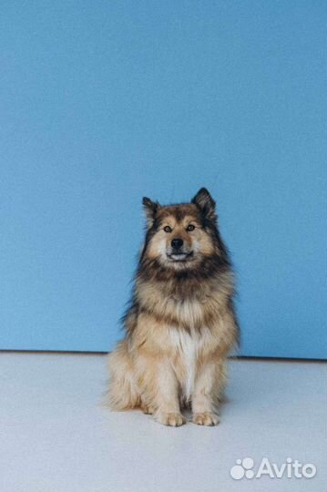 Оленегонная собака в добрые руки