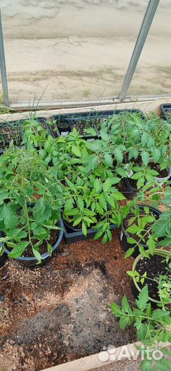 Рассада помидоров томатов