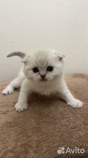 Продажа кошек и котят