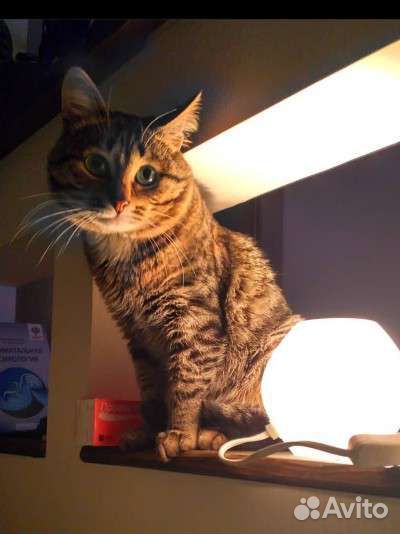 Кот домашний