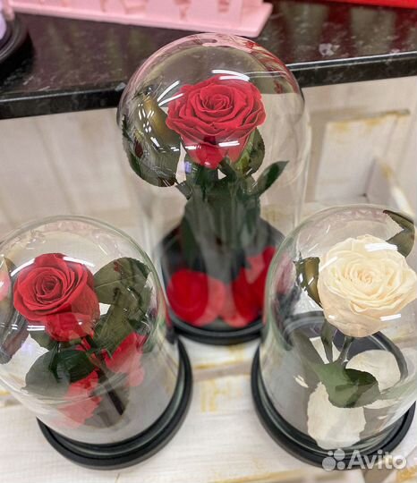 Живая роза в колбе