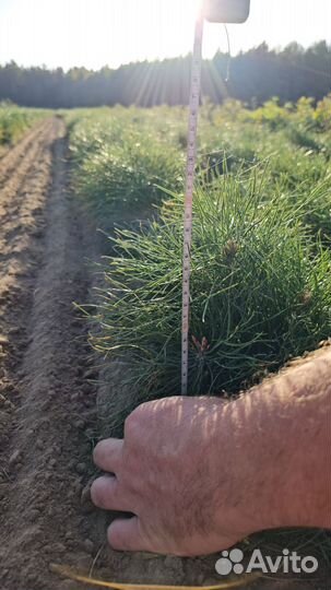 Саженцы ели окс