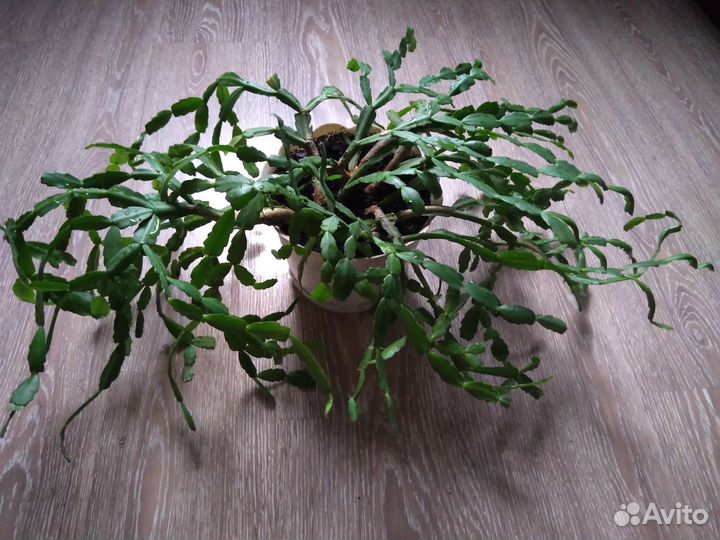 Цветок декабрист