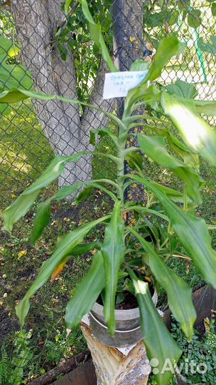 Драцена пушистая