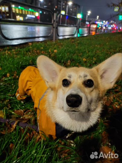 Дождевик для собаки