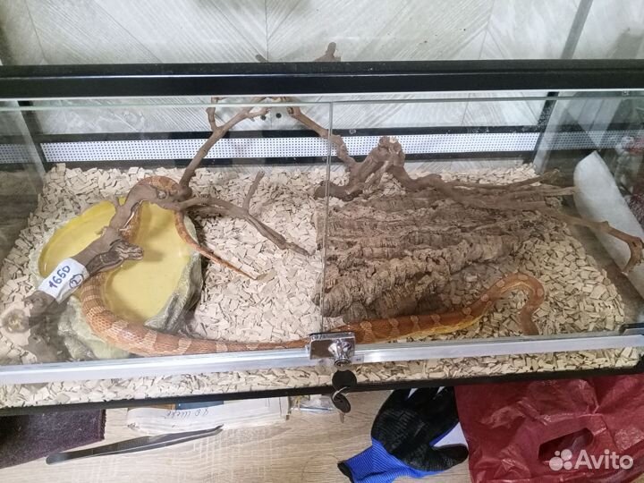 Маисовый полоз с террариумом