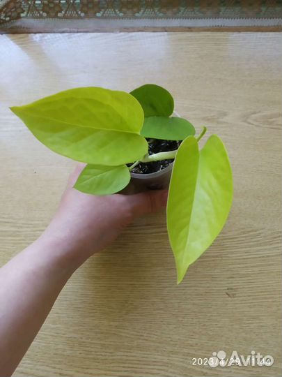 Сциндапсус (эпипремнум) Неон(голден потос)