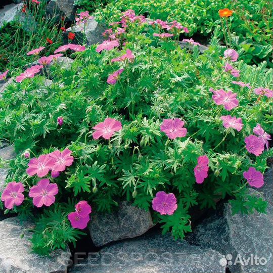 Цветы для дачи и сада