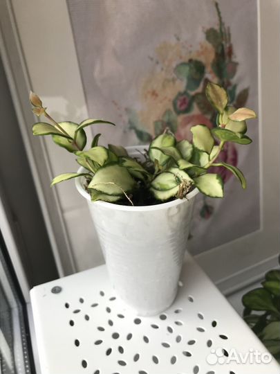 Хойя хешкелиана