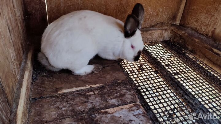 Калифорнийские кролики