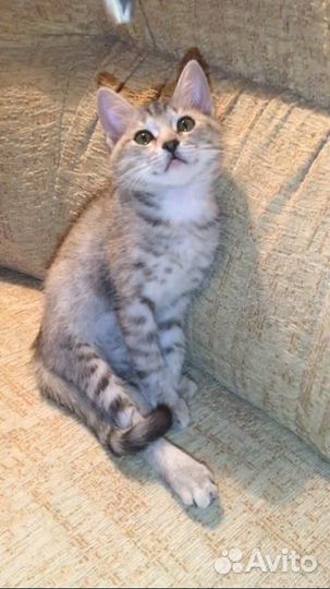 Котёнок-девочка в добрые руки