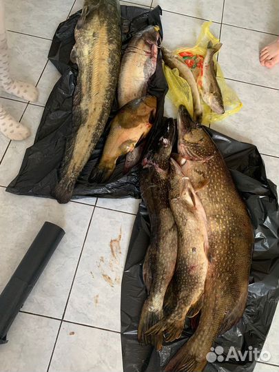 Свежая рыба, филе, фарш щуки