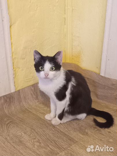 Отдам в добрые руки