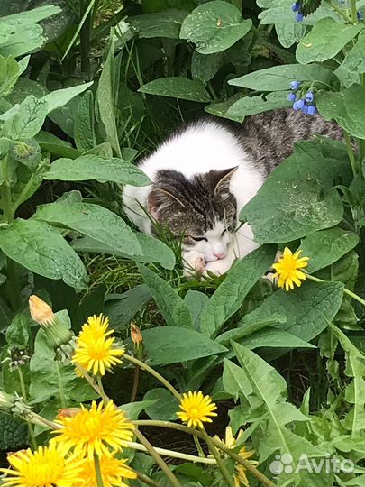 Найден кот Истринский район