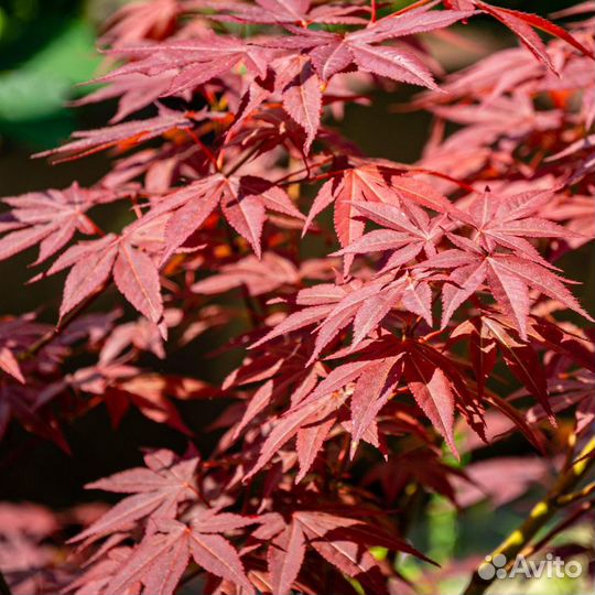 Клен веерный Атропурпуреум - саженцы
