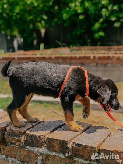 Дейла — спасённый щенок в добрые руки