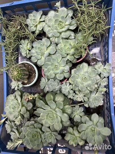 Каменный цветок